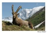 Postal del Ibex Capra en Vanoise