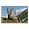 Postal del Ibex Capra en Vanoise